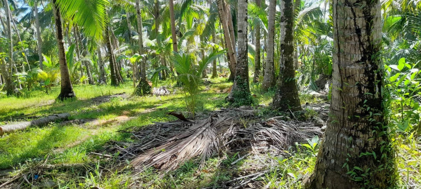 Land For Sale Near Inopacan City Proper, Leyte