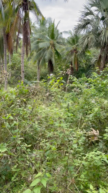 Agricultural Land In Gasan, Marinduque (CLEAN TITLE)