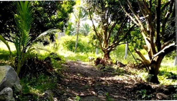 1 Hectare Farm Lot With Mango Trees In Antipolo City