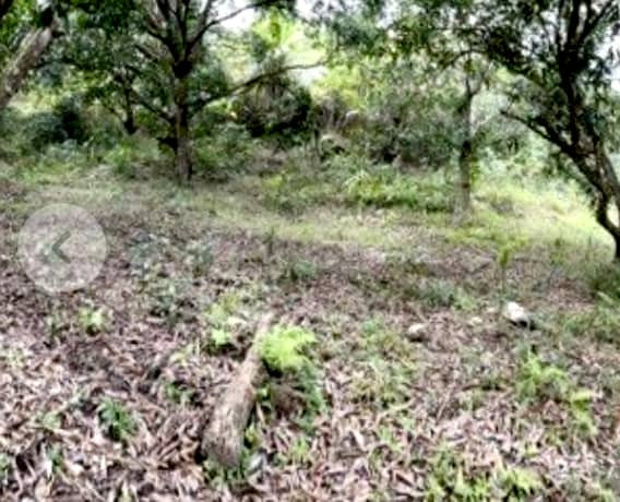 1 Hectare Farm Lot With Mango Trees In Antipolo City