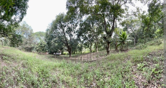 1 Hectare Farm Lot With Mango Trees In Antipolo City