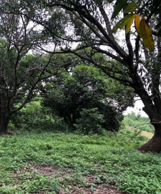 1 Hectare Farm Lot With Mango Trees In Antipolo City