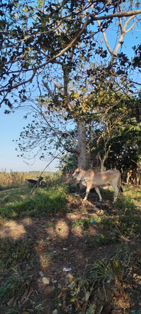 Agricultural Lot For Sale In Silang, Cavite