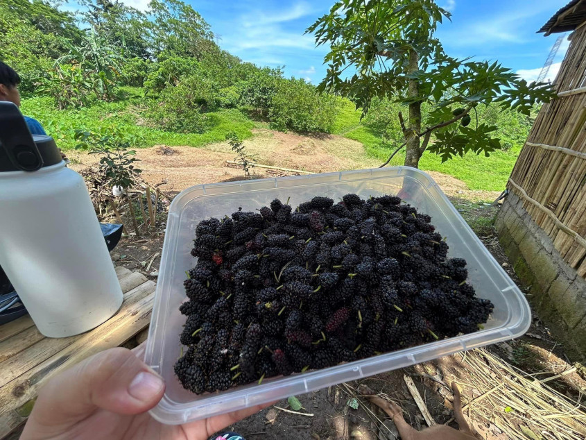 Farm Land For Sale In Kalayaan, Laguna