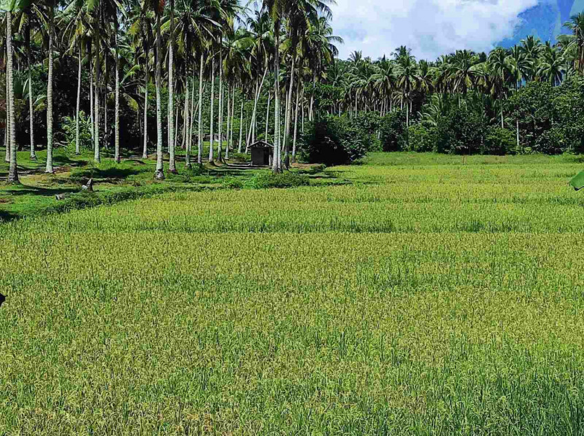 2 Hectares Farm Lot For Sale In Albay