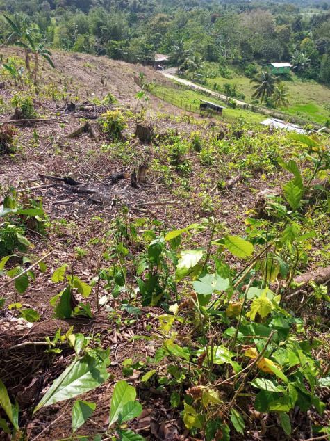 Land Property For Sale In Bingawan, Iloilo