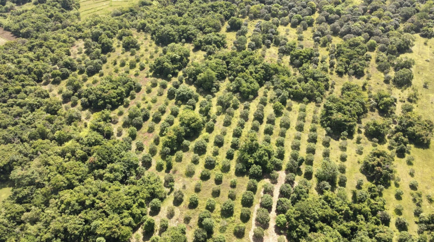 Mango Farm For Sale In Candelaria, Zambales