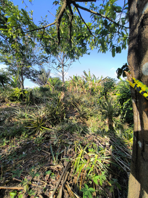 Residential Farm Lot In Amadeo, Cavite