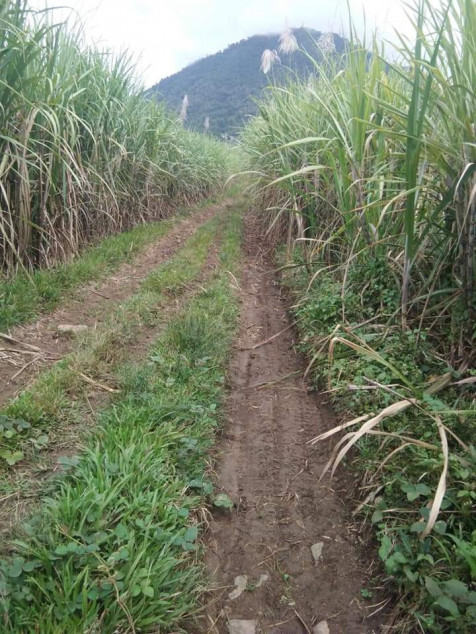Sugarcane Farm Land (Half Hectare) In Bacolod, Negros Occidental