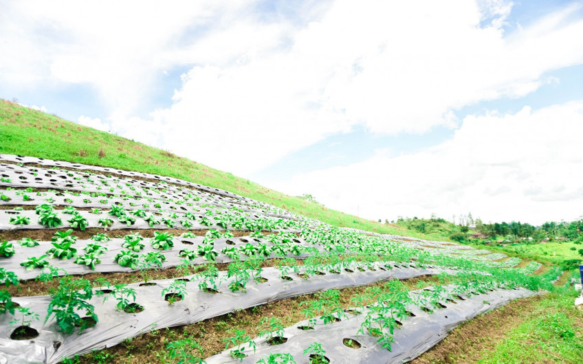 For Sale 1,000 SQM Farm Resort In Cantipla, Cebu City