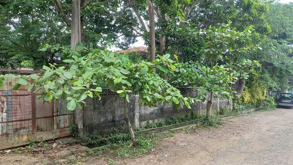 800 SQM Lot For Sale In Dasmariñas, Cavite