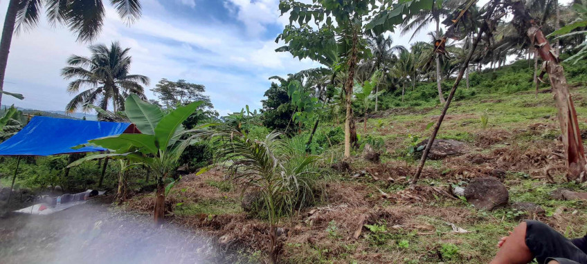 1 Hectare Farm Lot For Sale In Negros Oriental