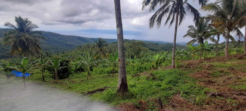 1 Hectare Farm Lot For Sale In Negros Oriental