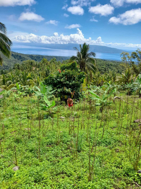 1 Hectare Farm Lot For Sale In Negros Oriental