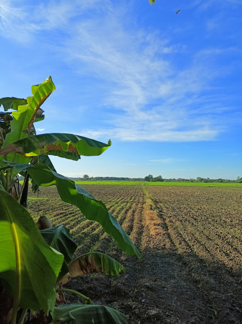 Farm Lot For Sale In Cuyapo, Nueva Ecija