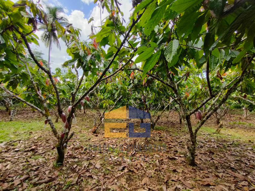 Farm Lot In Davao City For Sale