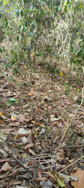 200 PHP Per SQM Farm Lot In Batangas City