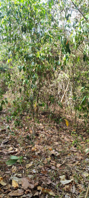 200 PHP Per SQM Farm Lot In Batangas City