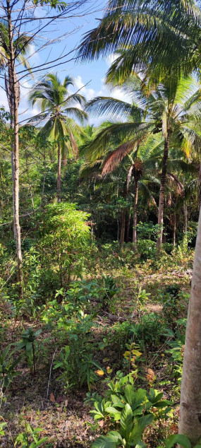 200 PHP Per SQM Farm Lot In Batangas City