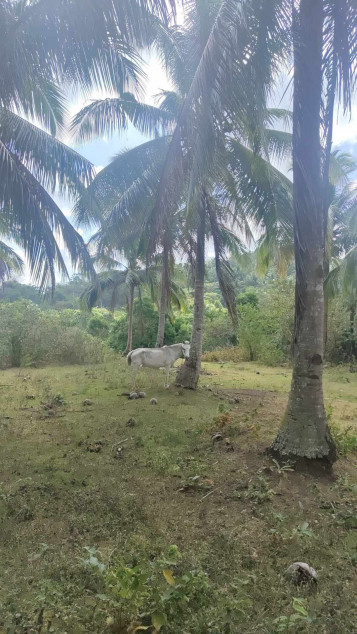 200 PHP Per SQM Farm Lot In Batangas City