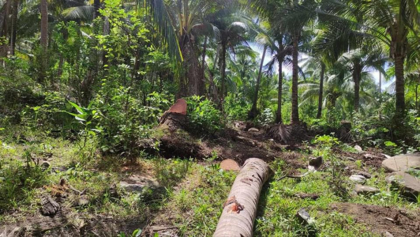 4.3 Hectares Beach Property For Sale - Matnog, Sorsogon