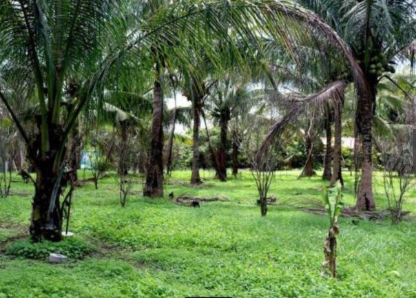 Lot For Lease Near Light Science Park Malvar Batangas