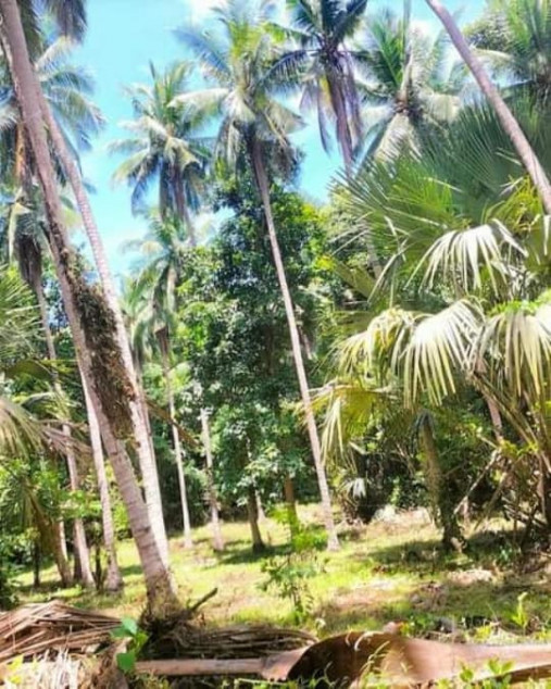 Huge Land For Sale in Lobo Batangas