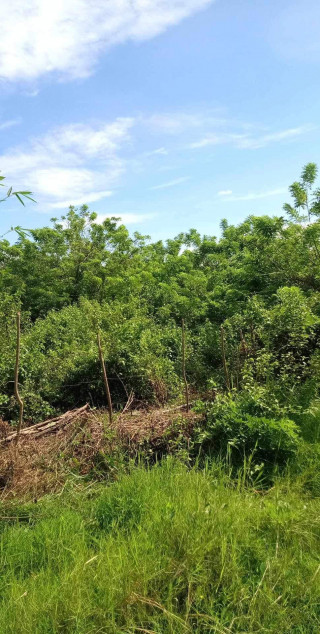 For Sale: 5.4 Hectare Farm Land In San Miguel, Bulacan