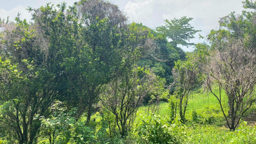 Lot For Sale In Sungay, Talisay Near Tagaytay