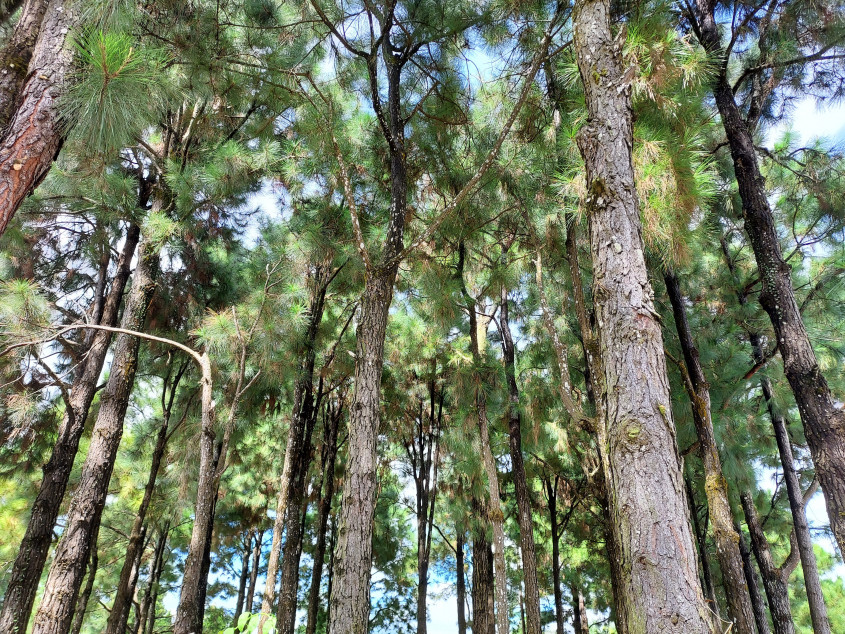 The Resodential Lots in Ponderosa Leisure Farm