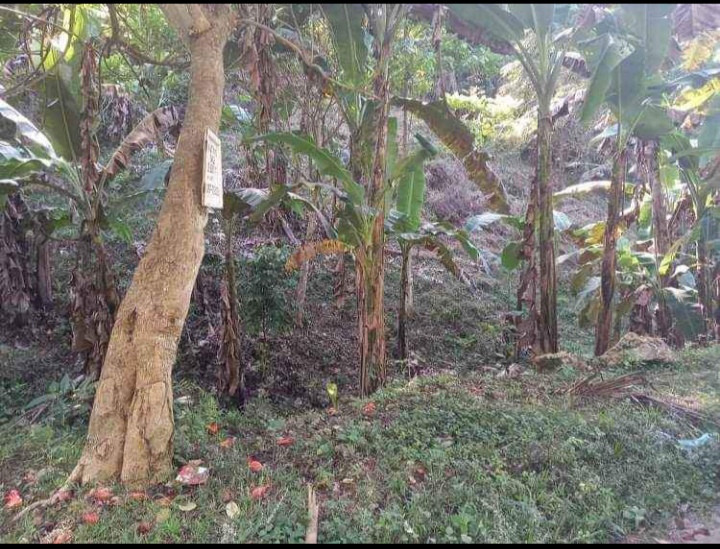 1000 SQM Lot With Fruit Bearing Trees In Misamis, Oriental