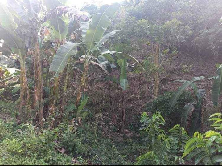 1000 SQM Lot With Fruit Bearing Trees In Misamis, Oriental