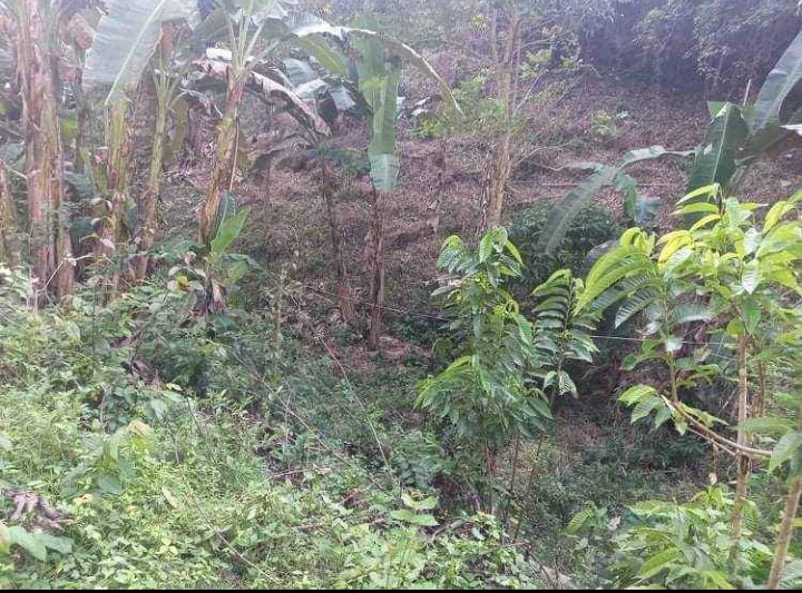 1000 SQM Lot With Fruit Bearing Trees In Misamis, Oriental