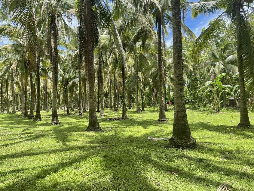 1.2 Hectares Lot For Sale (Agriculture) In Quezon