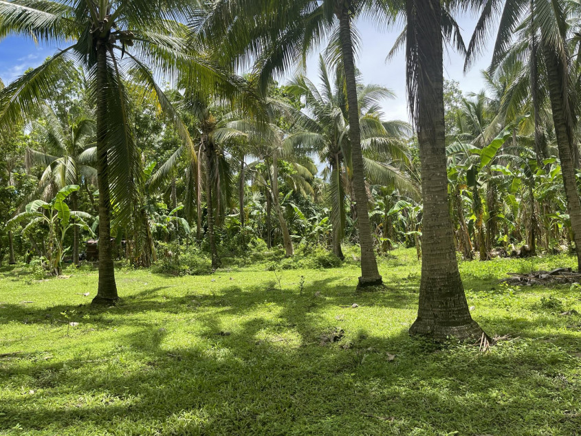 1.2 Hectares Lot For Sale (Agriculture) In Quezon