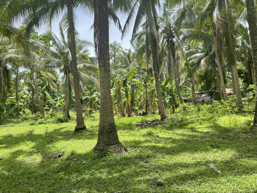 1.2 Hectares Lot For Sale (Agriculture) In Quezon