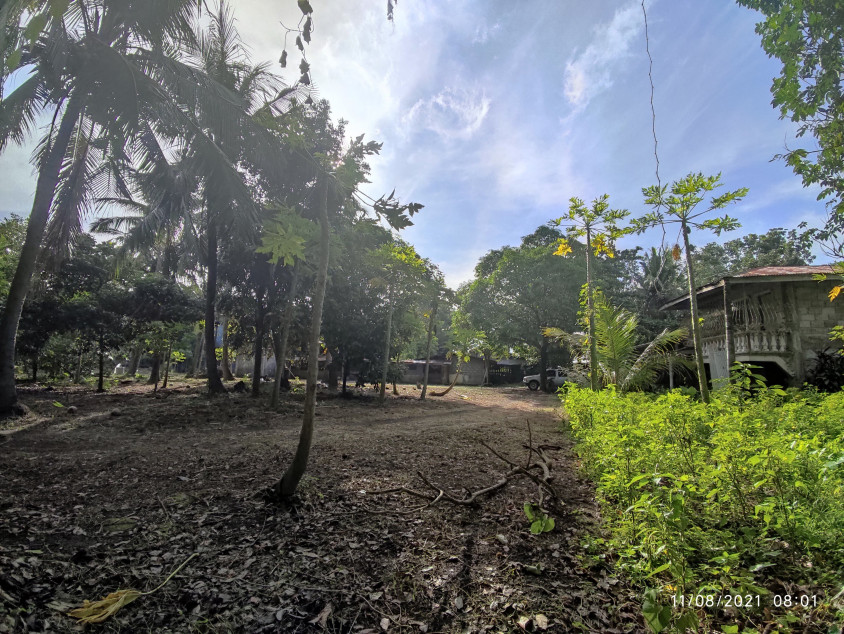 Agricultural Lot - Tiaong Quezon - 7864 SQM