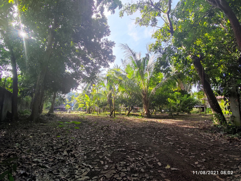 Agricultural Lot - Tiaong Quezon - 7864 SQM