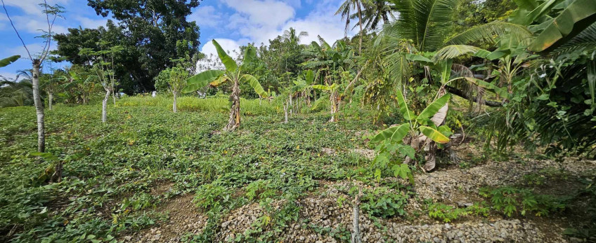 1,000 SQM Lot For Sale In Talisay, Cebu