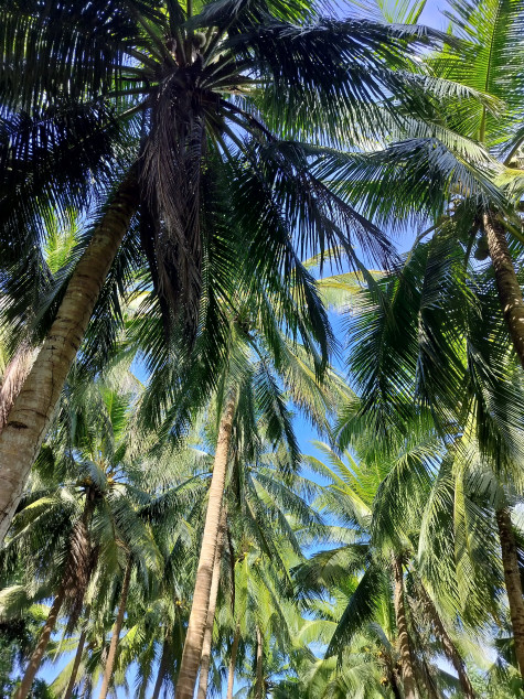 Farm Lot In Gumaca, Quezon For Sale (With Beach Front)