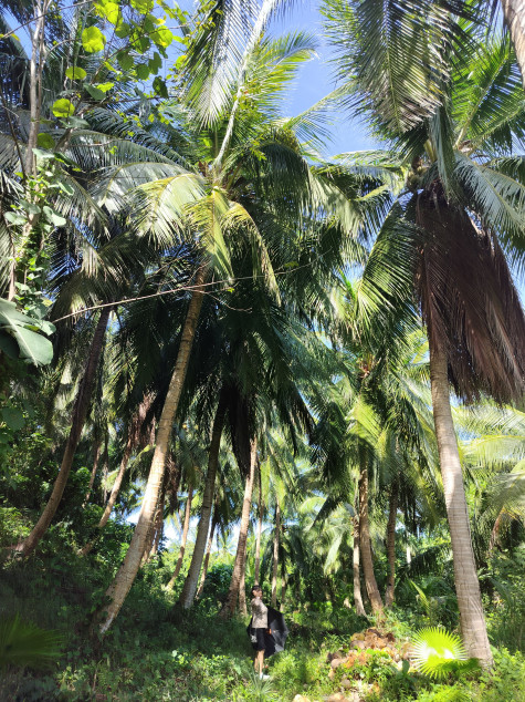 Farm Lot In Gumaca, Quezon For Sale (With Beach Front)