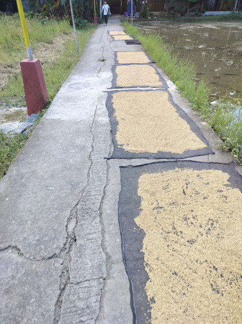 Farm Lot In Gumaca, Quezon For Sale (With Beach Front)