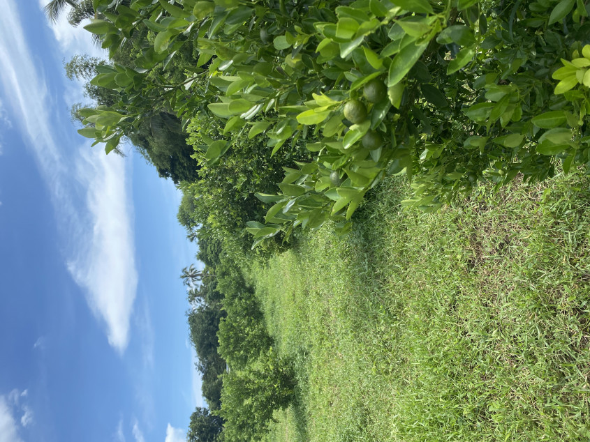 2.7 hectare farm with 2-storey Native House and Fruit Trees in Batangas