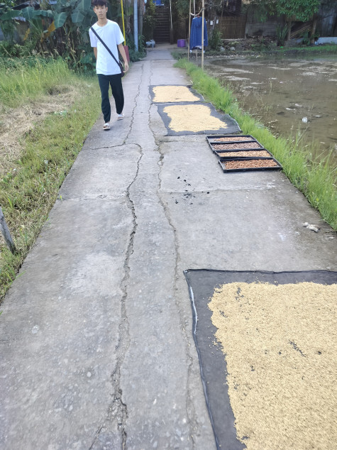 For Sale Farm Lot In Gumaca, Quezon