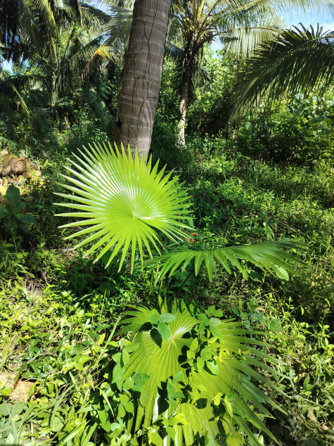 For Sale Farm Lot In Gumaca, Quezon