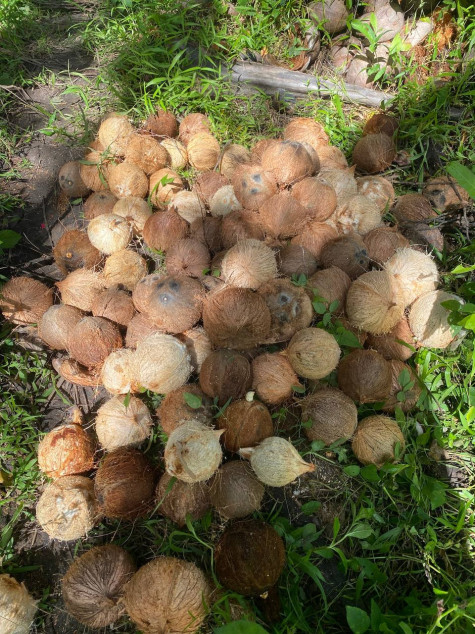 For Sale Farm Lot In Gumaca, Quezon