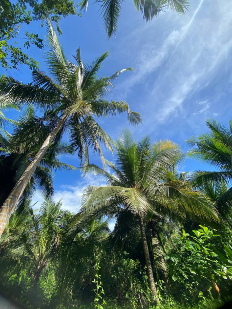 For Sale Farm Lot In Gumaca, Quezon