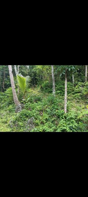 Urgent Beach Lot For Sale In Buruanga, Aklan