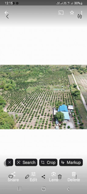 Kalamansi Farm Lot Rush Sale At Camiling, Tarlac