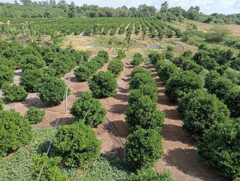 Kalamansi Farm Lot Rush Sale At Camiling, Tarlac